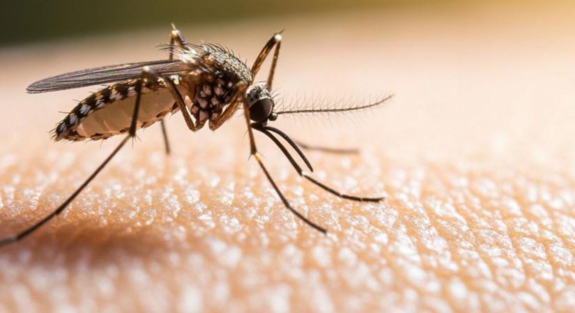 A Dunántúlon van szükség szúnyoggyérítésre