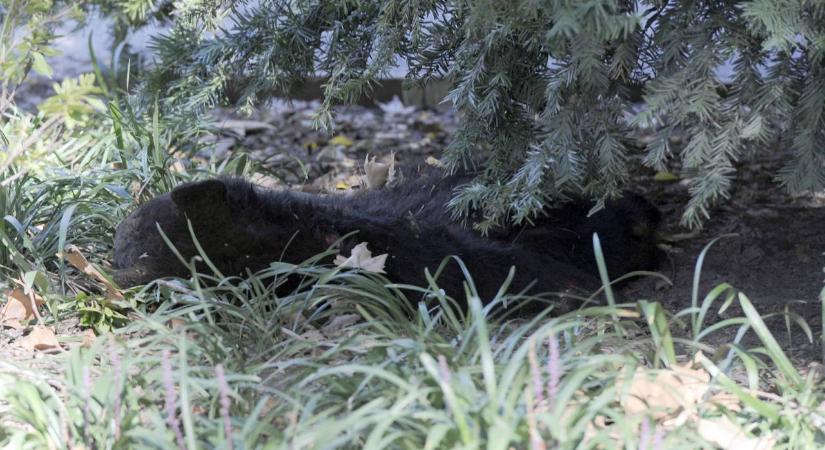 Az amerikai elnökjelölt bevallotta: elgázolt medvebocsot hurcolt a Central Parkba