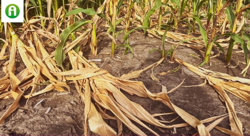 A szárazság, a hőstressz és a napégés is komoly károkat okozott a szántóföldeken