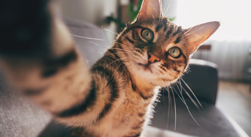 Vizsgálatot tartott a Nébih: minden macskatulajdonost érint, ami kiderült