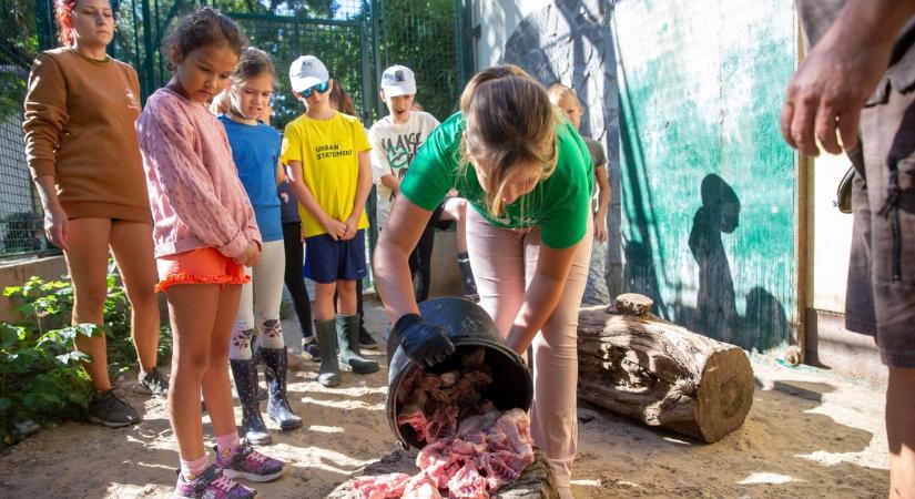 A Kecskeméti Vadaskert táborai több száz gyereknek kínálnak izgalmas kalandokat – galériával