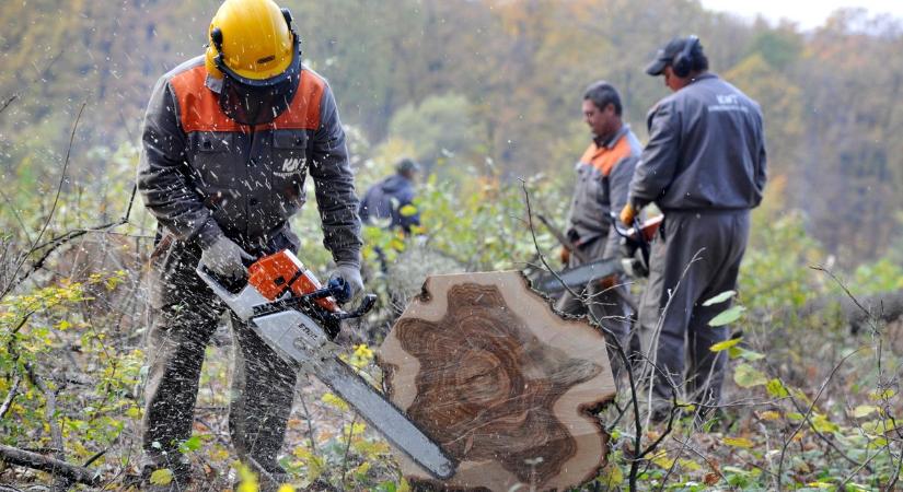 Megérzik az ukrán fa terhét a somogyi erdőgazdálkodók