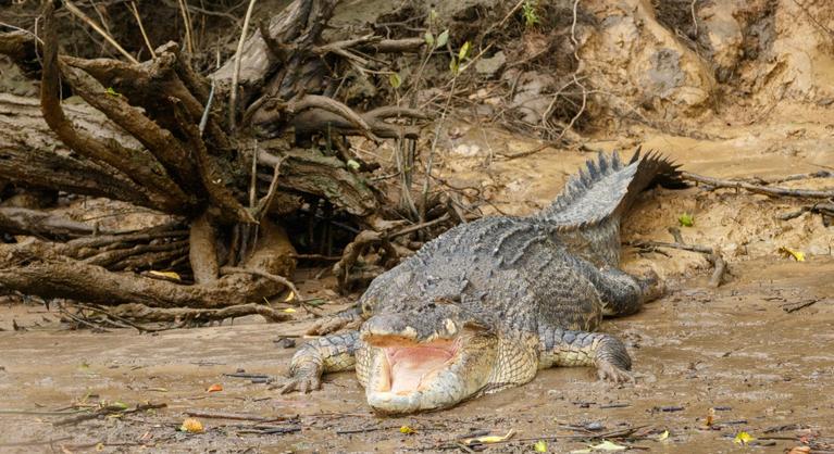 Elaltattak egy halálos támadásért felelőssé tett krokodilt Ausztráliában