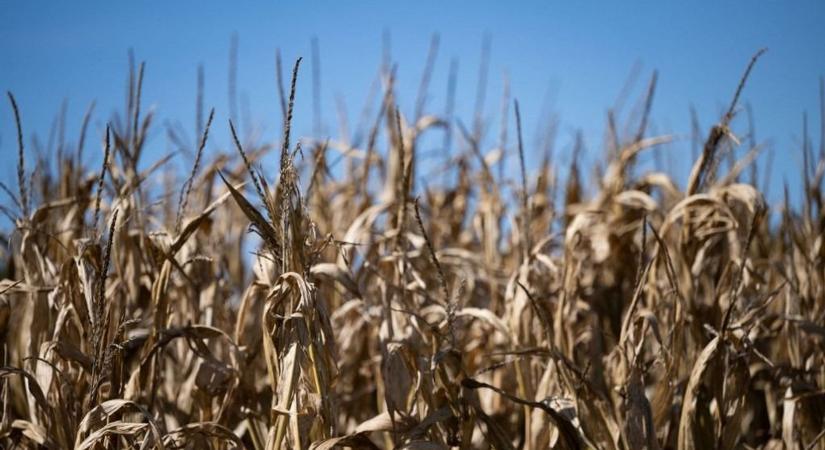 Megtizedeli a forróság az ukrán kukoricatermést