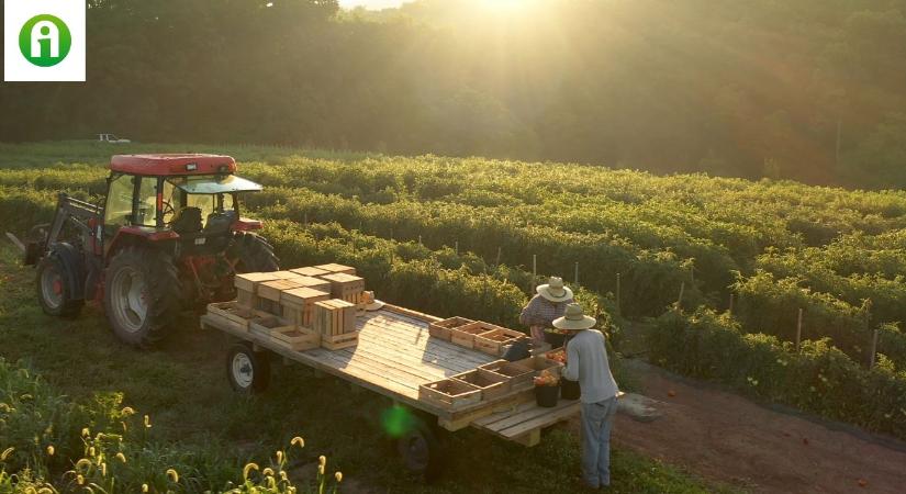 A hatóságok is meglepődtek: tömeges az illegális foglalkoztatás az olasz mezőgazdaságban