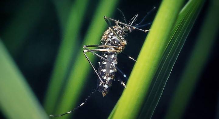 Ha ilyen szúnyogot találsz, ne csapd rögtön le: egzotikus betegségek miatt fontos