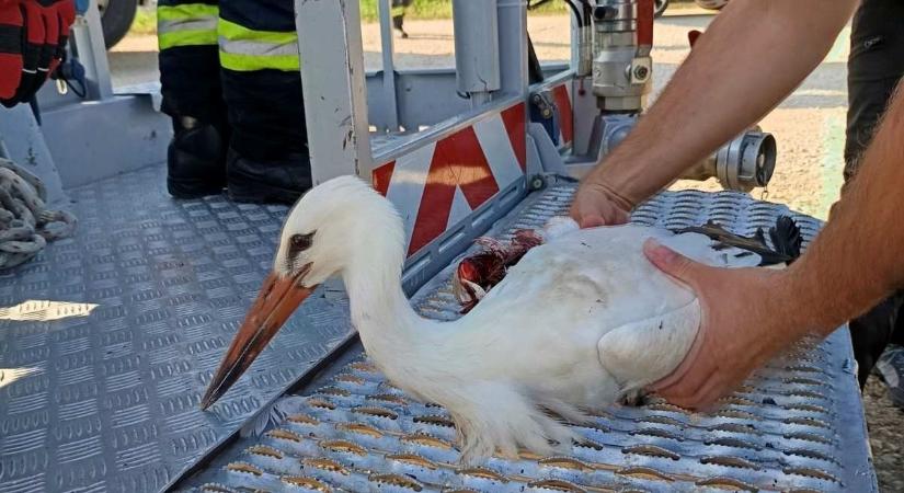 Baj jutott gólya segítségére siettek a tatabányai tűzoltók