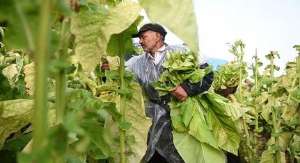 A szélsőséges időjárás ellenére is bizakodóak a dohánygyárosok