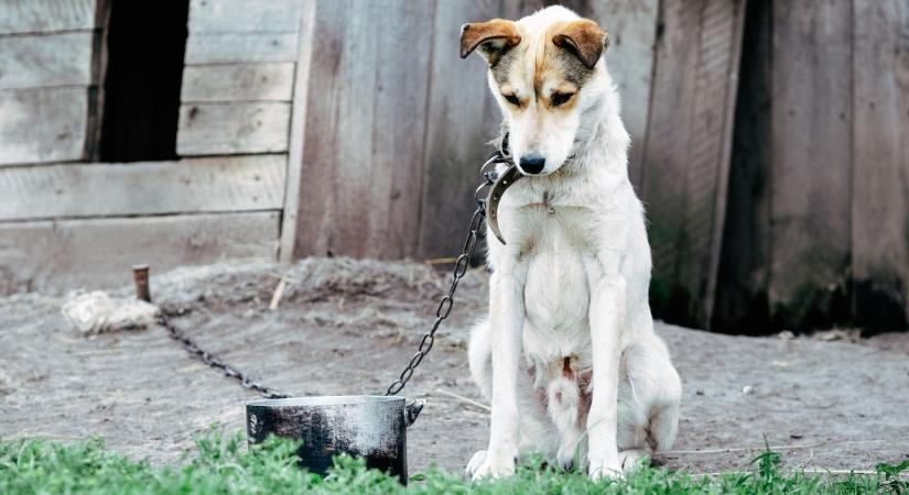 Kínozta és éheztette kutyáját a nógrádi férfi