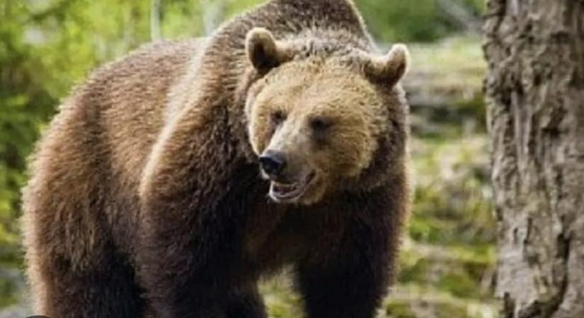 Hargita megyei falvakban bóklásznak a medvék