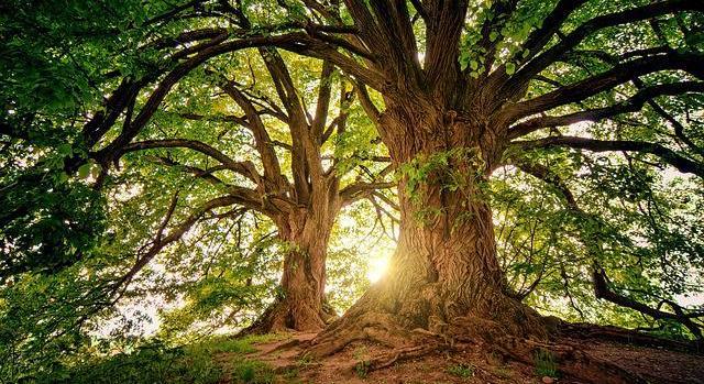 10 millió Fa: életbevágó, hogy mindenki locsoljon fákat