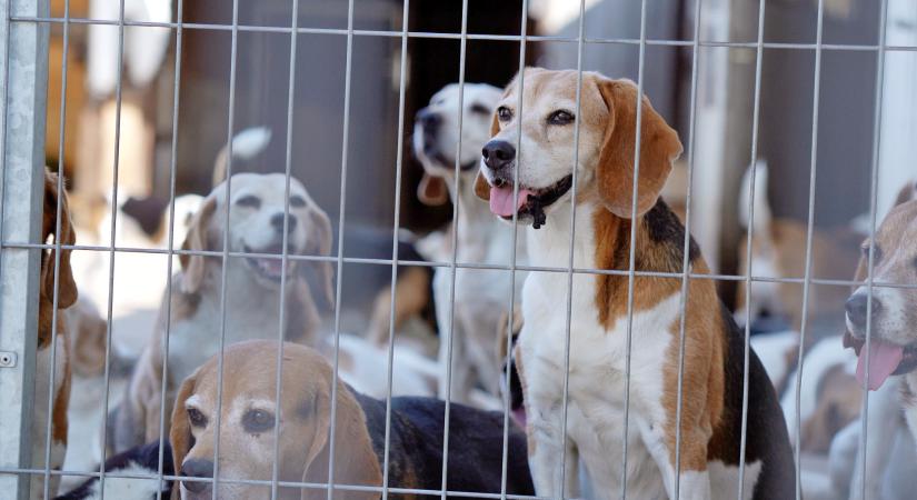 Forró kennelekben élő állatokat ment egy magyar házaspár – A beagle-ök már biztosan nyugodtabban alszanak