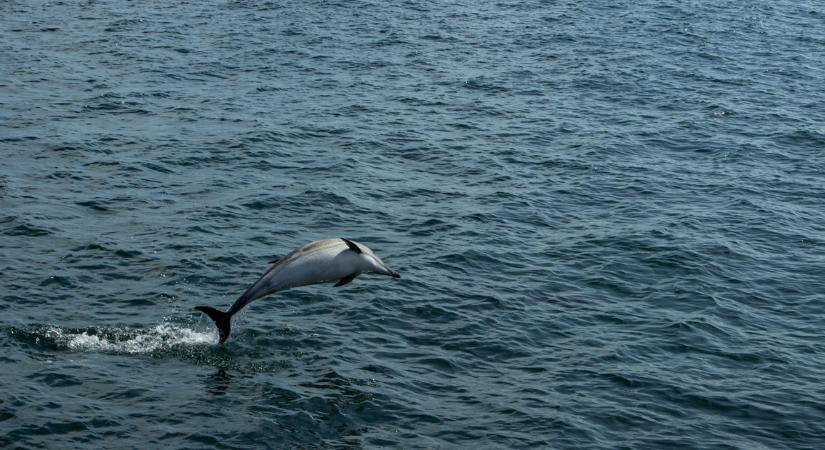 Delfineket találtak holtan a Temze partján