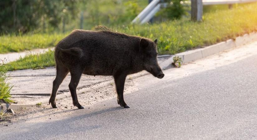 Több vadat is kilőttek Tatabányán, folytatódik a vadászat a városban