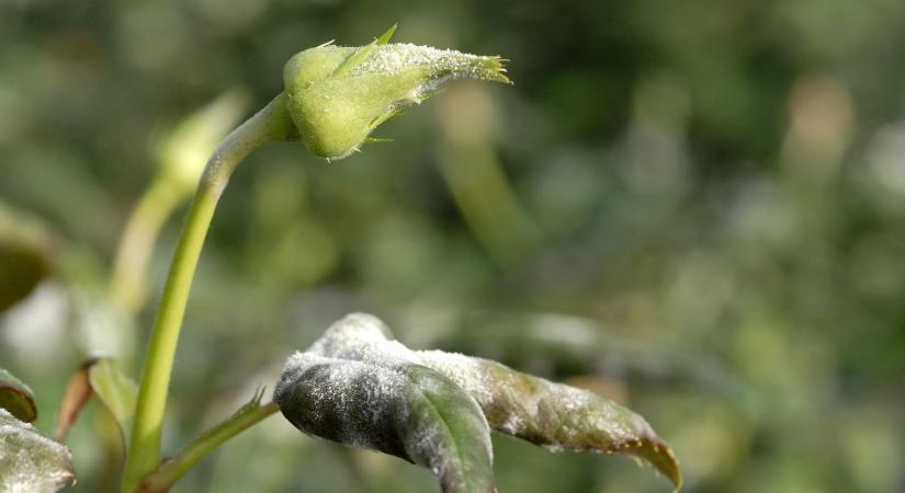 Így veheti fel most a kesztyűt a növénysorvasztó lisztharmat ellen