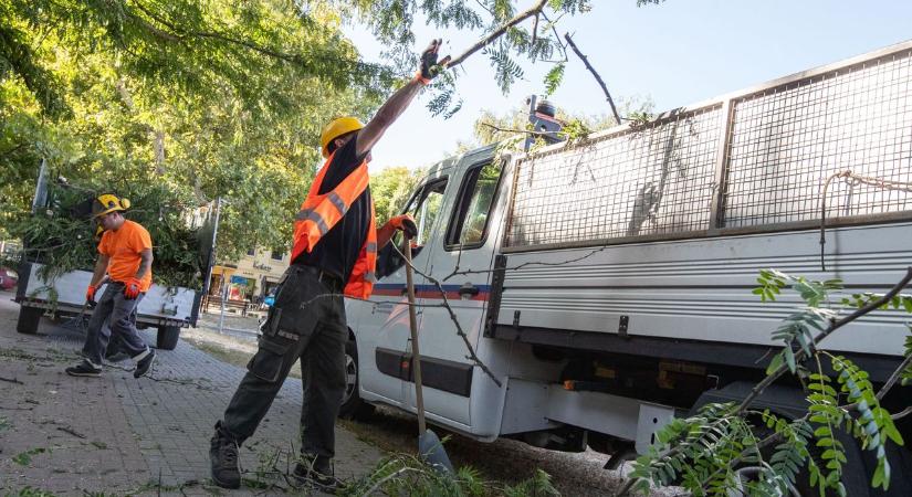 Székesfehérvár: Gallyazási munkák a belvárosban