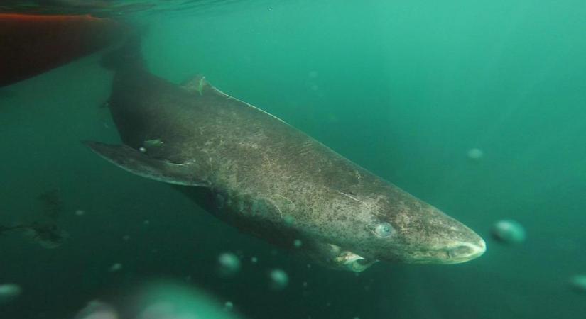A hosszú életű grönlandi cápákat tanulmányozva keresik az örök fiatalság kulcsát