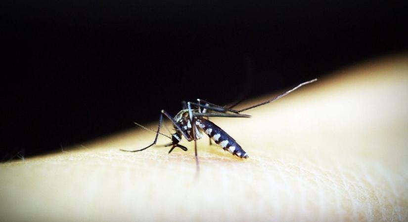Borzalmas betegségeket, Dengue vírust és nyugat-nílusi lázat diagnosztizáltak Magyarországon
