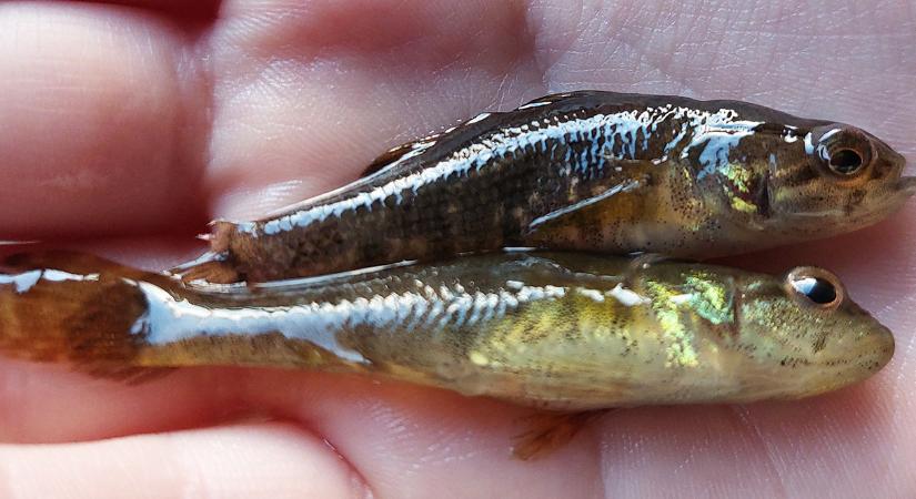 Nagy a kockázat: veszélyes hal szaporodhat el a Balatonban