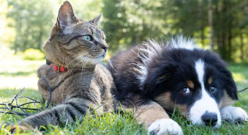 Nébih: a macskáknak szánt élősködők elleni készítmények többsége megfelelt a vizsgálatokon