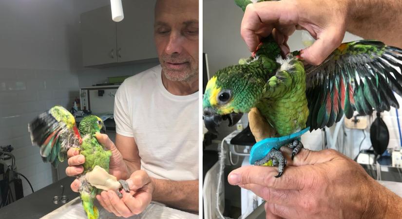 Papagájt műtöttek a Vadmadárkórházban!