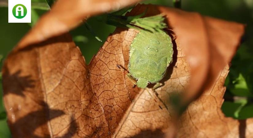 Így védekezik a zöld gyümölcspoloska a növényi toxinok ellen