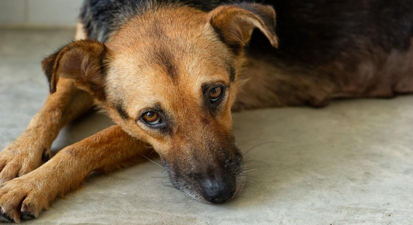 Borzasztó állapotban találtak rá az állatvédők egy örökbefogadott kutyára