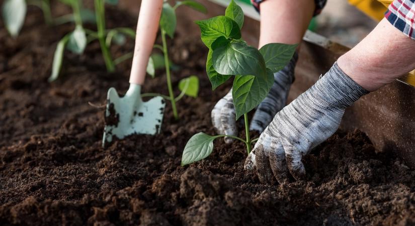 6 dolog, amire figyelni kell kertészkedés közben a sérülések elkerülése érdekében