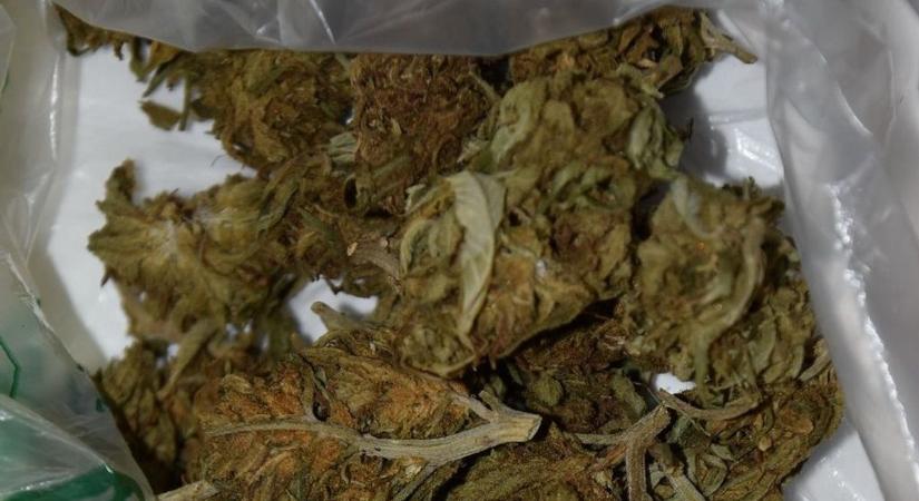 Kannabisz-ültetvényt találtak a rendőrök Jánoshidán, egy férfit letartóztattak