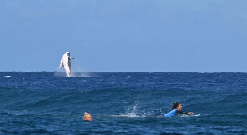 Egy bálna az olimpia szörfversenyein, lélegzetelállító felvételek készültek  videó