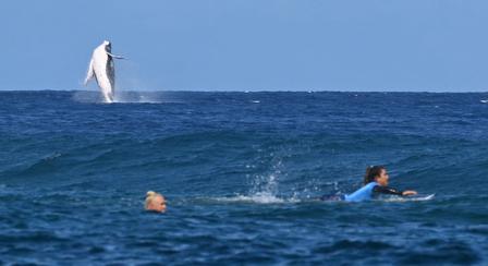 Nem várt vendég, egy bálna zavarta meg az olimpia női szörfversenyét Tahitinál – fotó