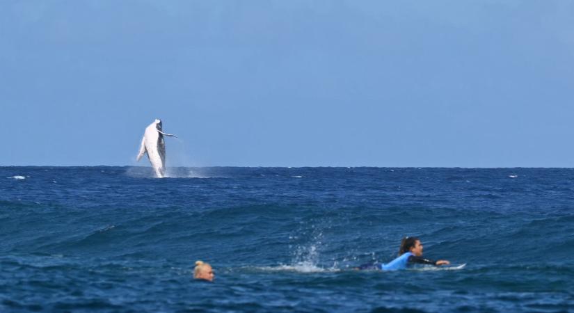 Váratlan vendég a láthatáron: egy bálna is beköszönt az olimpiai szörfversenyre