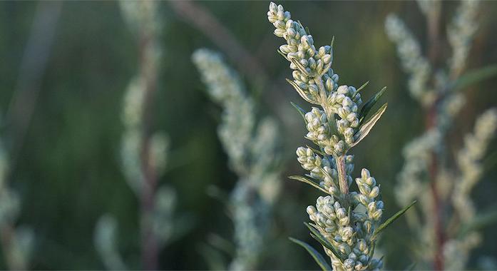 A fekete üröm allergia - Az egyik legerősebb allergén