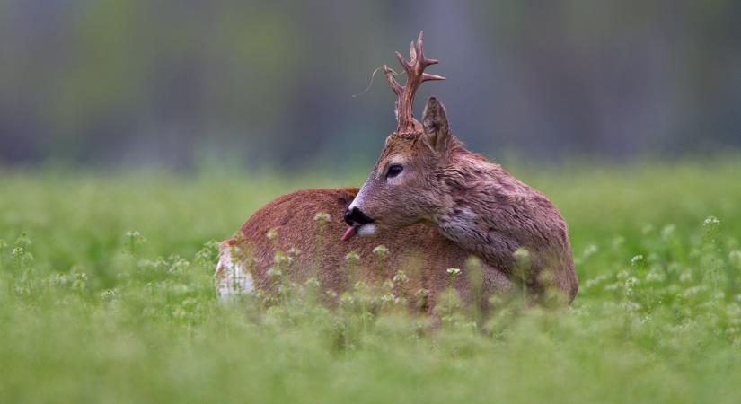 A fotós, akinek az élete a természet