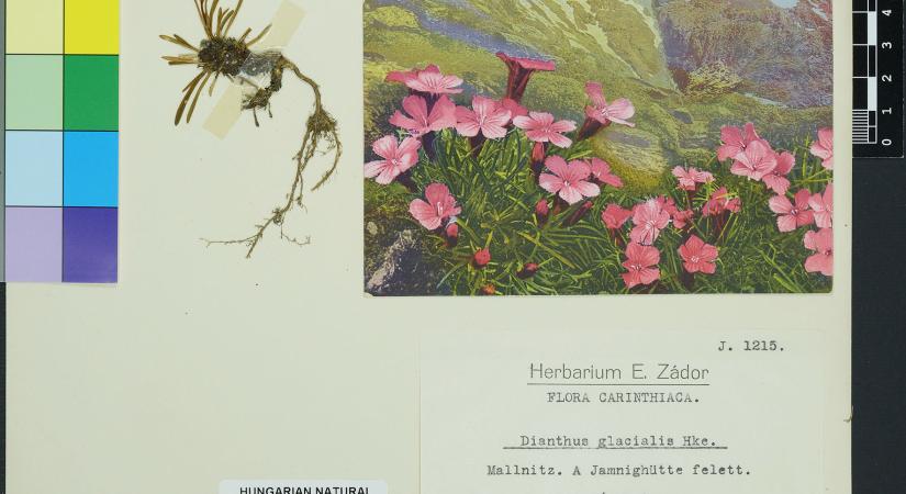 Képeslapos herbáriumi példányok a mélyraktárból