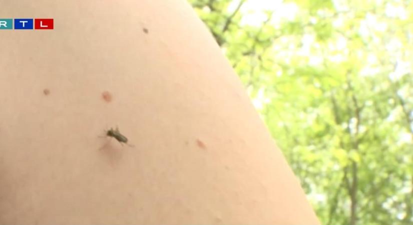 A tünetek: tudatzavar, láz, fejfájás – Megjelent hazánkban a szúnyogok által terjesztett veszélyes betegség – videó
