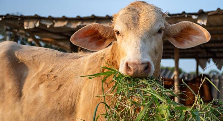 Hiába kereste a farmer a Rolexet, megette egy tehén VIDEÓ