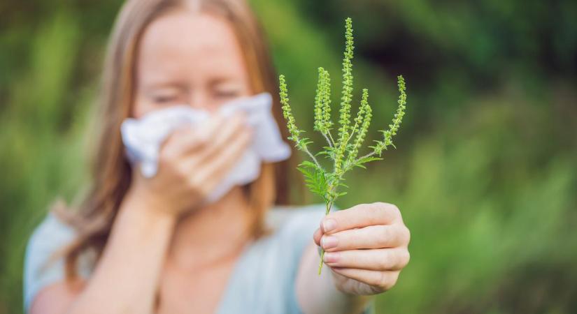 Anyósomnak az orvosa ajánlotta parlagfű allergia ellen: 4 lépésben leszámolt a tünetekkel