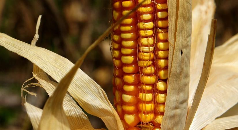 Lehúzták a kukorica árát a jó amerikai terméskilátások