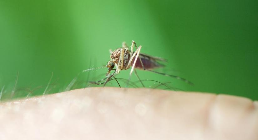 Már nálunk is megjelent a nyugat-nílusi láz, eddig 2 betegről tudni