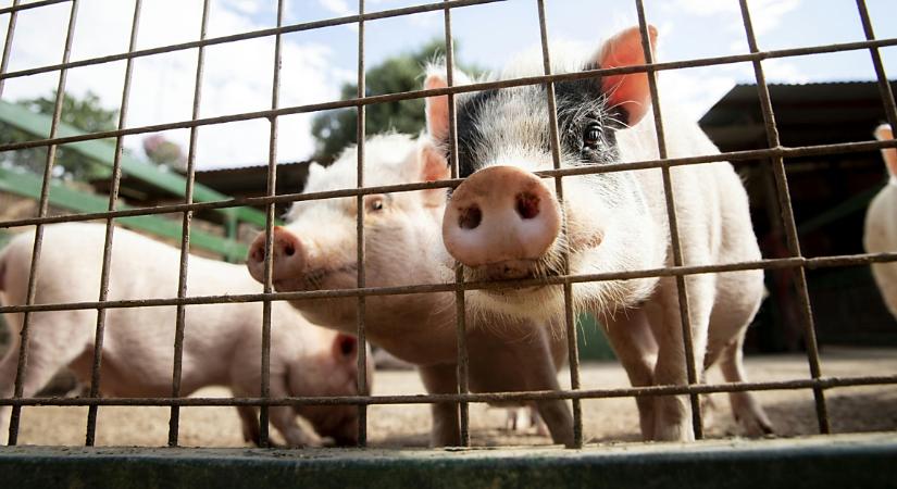 A nyári hőségben elengedhetetlen az élőállat-szállítás fokozott ellenőrzése