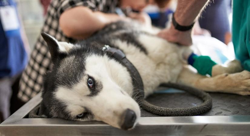 Íme, az 5 korai jele annak, hogy a házi kedvenced rákkal küzd