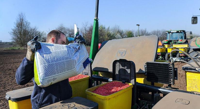 Ördögi körben gabonatermelők a vetőmag vásárlásakor