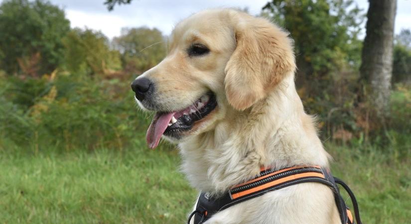 Golden retriever: a barátságos és intelligens, aranyszőrű családtag