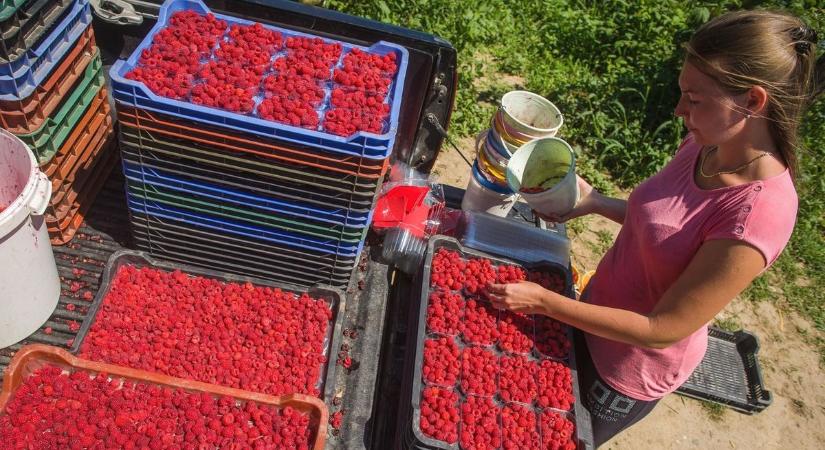 Korábbinál is kevesebb málna termett idén, de meglepően alakul az ára