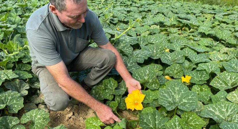 Megnéztük, honnan kerül a zöldség a zirci és a veszprémi piacra, csodás veteményest láttunk a Bakonyban (képgaléria)