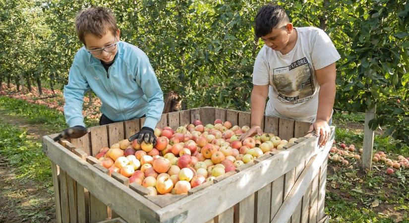 A tavalyinál magasabb a léalma induló ára