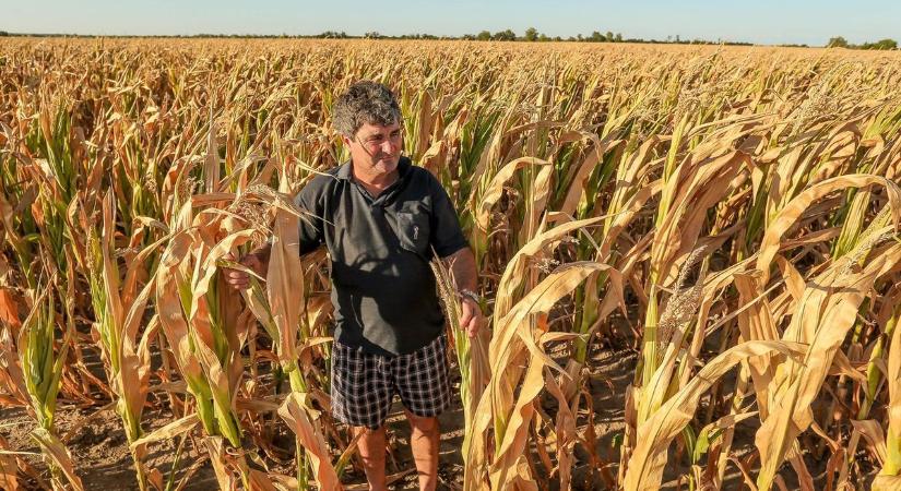 Jelentősek az aszálykárok Bács-Kiskunban