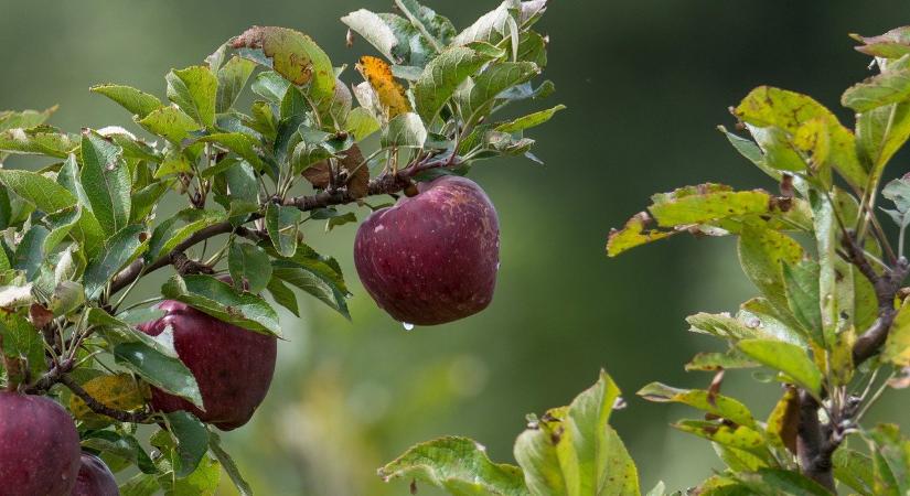 A levélminták időben történő vizsgálata jelentős előnyöket adhat