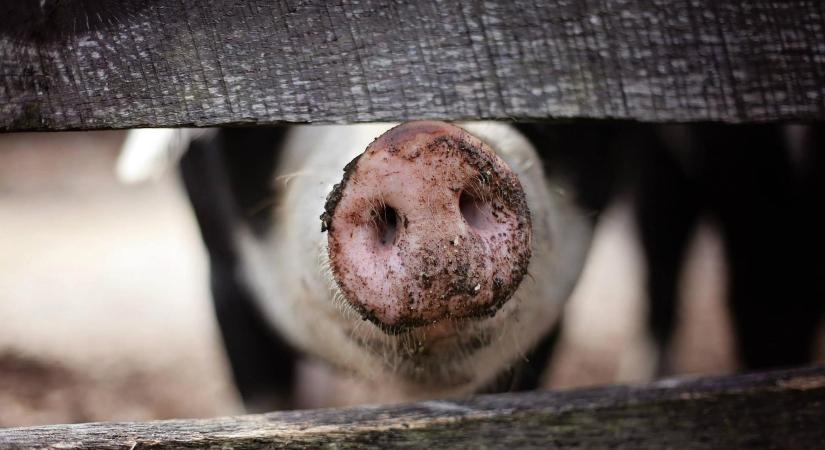 A nyári hőségben elengedhetetlen az élőállat-szállítás fokozott ellenőrzése